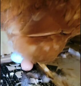jade lays and egg