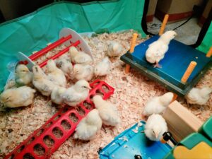 Baby chicks in the brooder